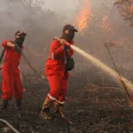 Kasus Kebakaran Hutan 2025: Upaya Pencegahan dan Penegakan Hukum