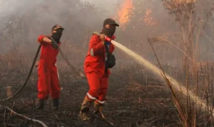 Kasus Kebakaran Hutan 2025: Upaya Pencegahan dan Penegakan Hukum